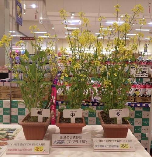 バイオ炭を活用して栽培した「大高菜」の展示（令和6年4月5日作成）