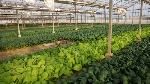 安藤農園における小松菜や山東菜などの葉物野菜の有機栽培の様子（令和6年12月11日撮影） 