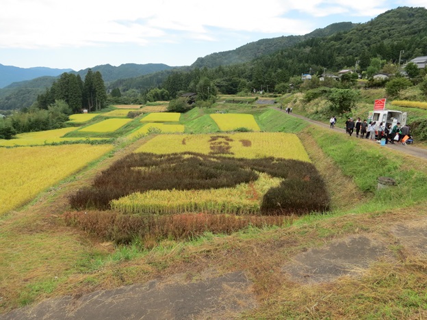 田んぼアート 収穫前