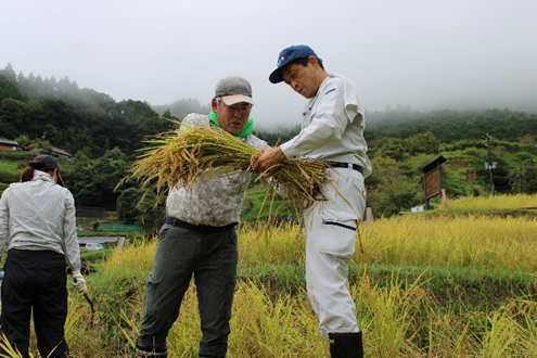 稲を束ねる福井次長(右)と中川地方参事官(左)