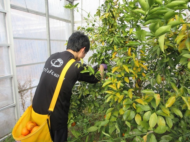 あすみを収穫する鳥羽商船高専生（令和７年２月７日撮影）