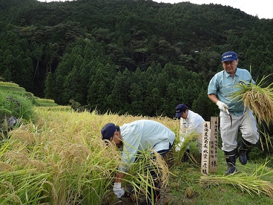 稲刈りをする秋葉局長（右）、加藤局次長、斎藤地方参事官（左）（令和6年9月14日撮影）