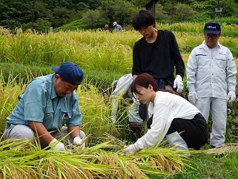 三重県拠点若手職員に稲の束ね方を指導する秋葉局長（左）（令和6年9月14日撮影）