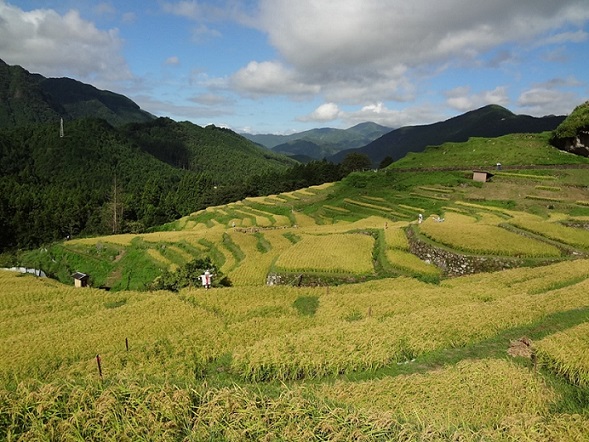 丸山千枚田（令和6年9月14日撮影）