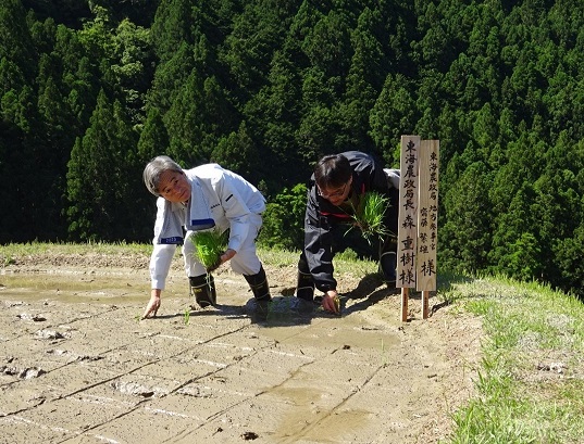 田植えをする森局長（左）と齋藤地方参事官（右）（令和6年5月18日撮影）