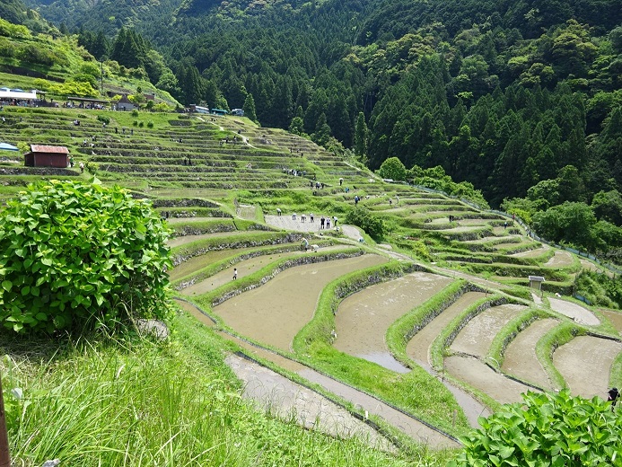 丸山千枚田（令和6年5月18日撮影）