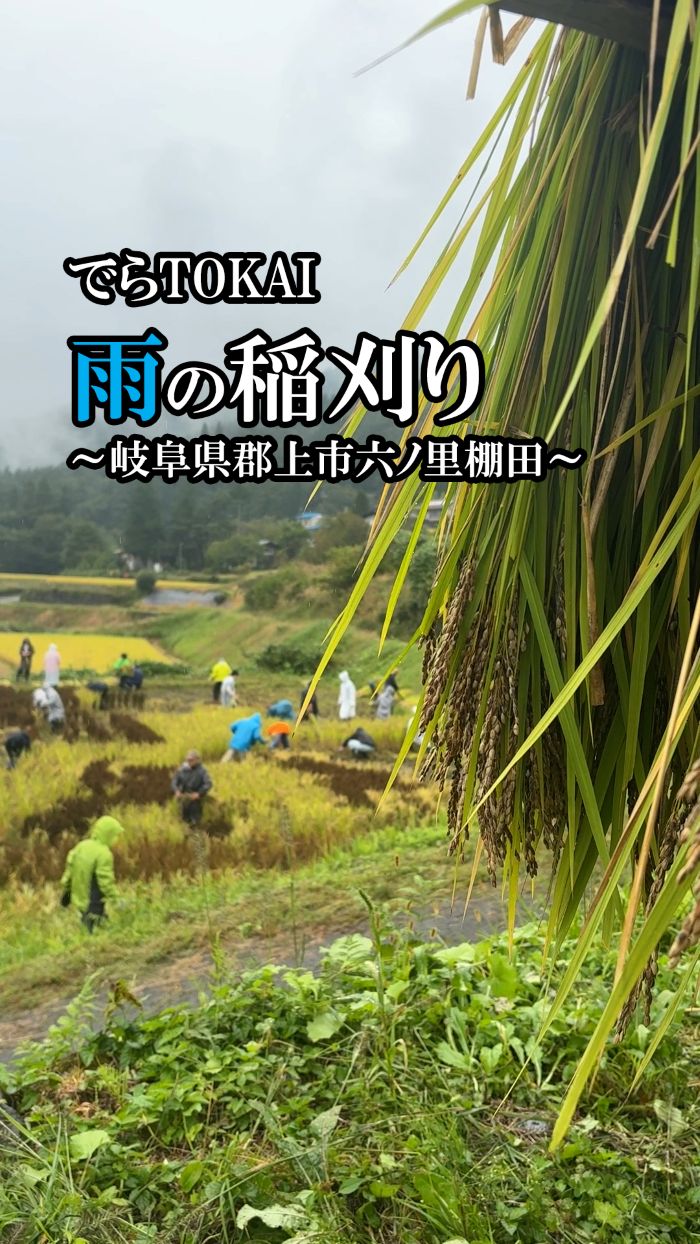 【でらTOKAI】雨の稲刈り～岐阜県郡上市六ノ里棚田～動画のサムネイル