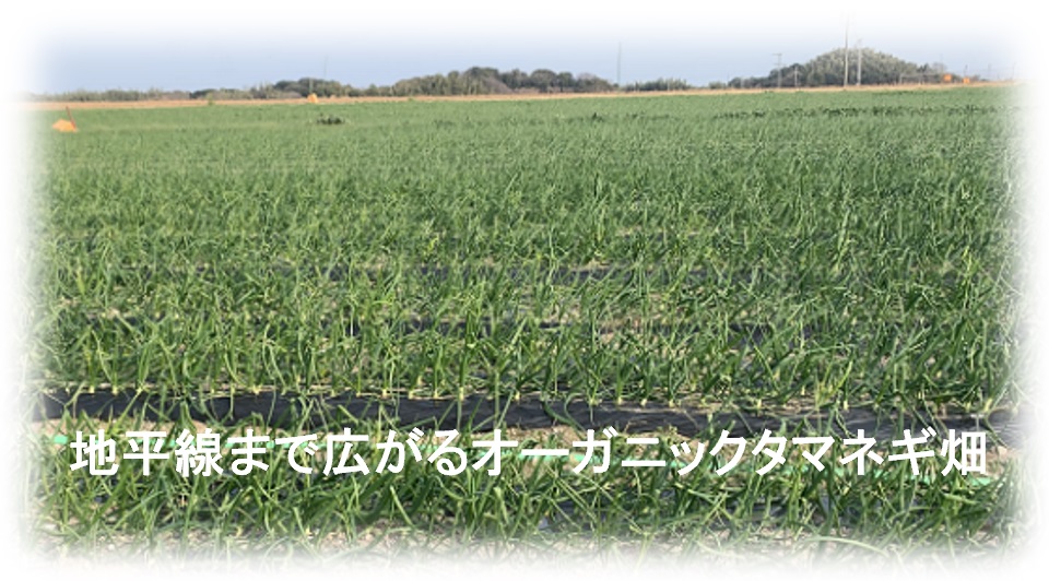 yaotomiタマネギ畑