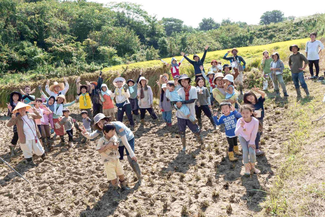 大勢で稲刈り