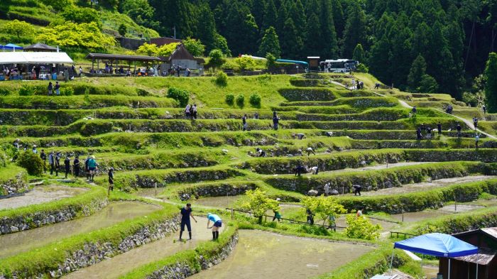 丸山千枚田