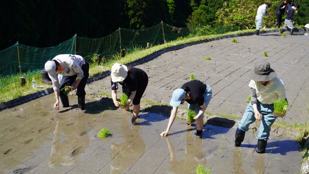 田植えの様子