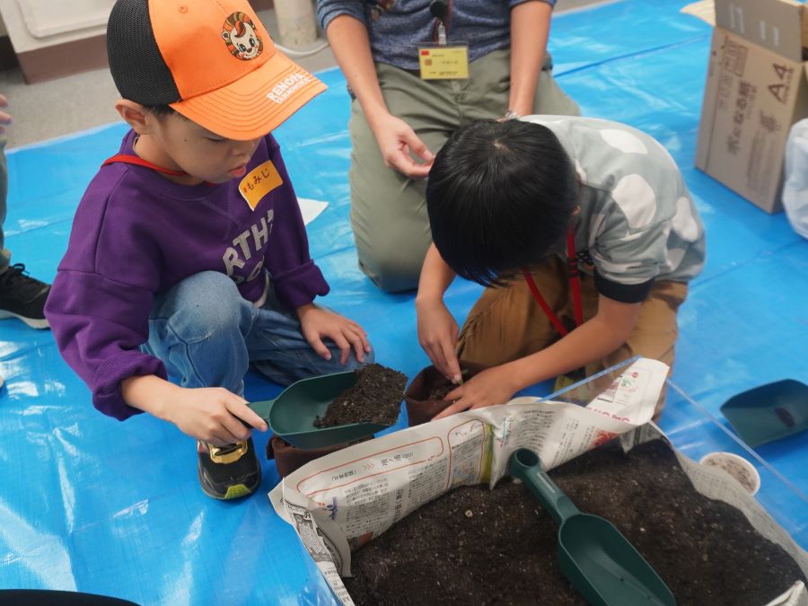 ラディッシュの苗植えの様子