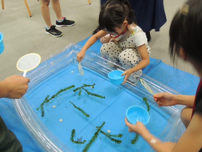 田んぼにすむ「メダカ」を集中してすくう子ども