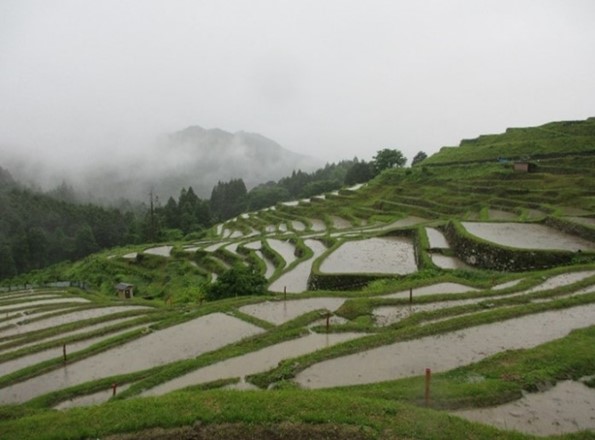 丸山千枚田