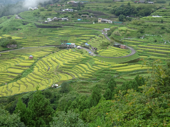 丸山千枚田の風景