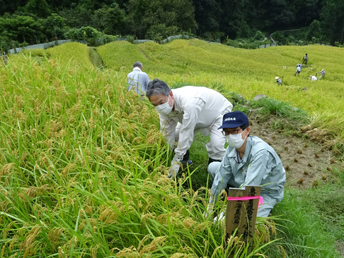 稲刈りをする小林局長と吉光地方参事官