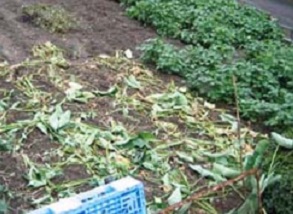 荒らされたさといも畑