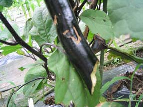 食害野菜