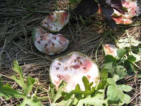 食害野菜