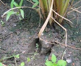 水田に残されたイノシシ足跡