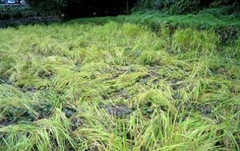 荒らされた水田