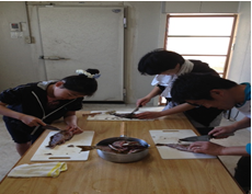 篠島魚さばき体験