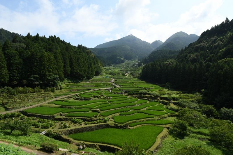 鞍掛山麓千枚田保存会