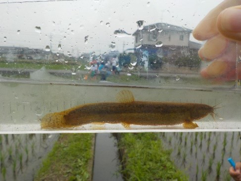 ドジョウ