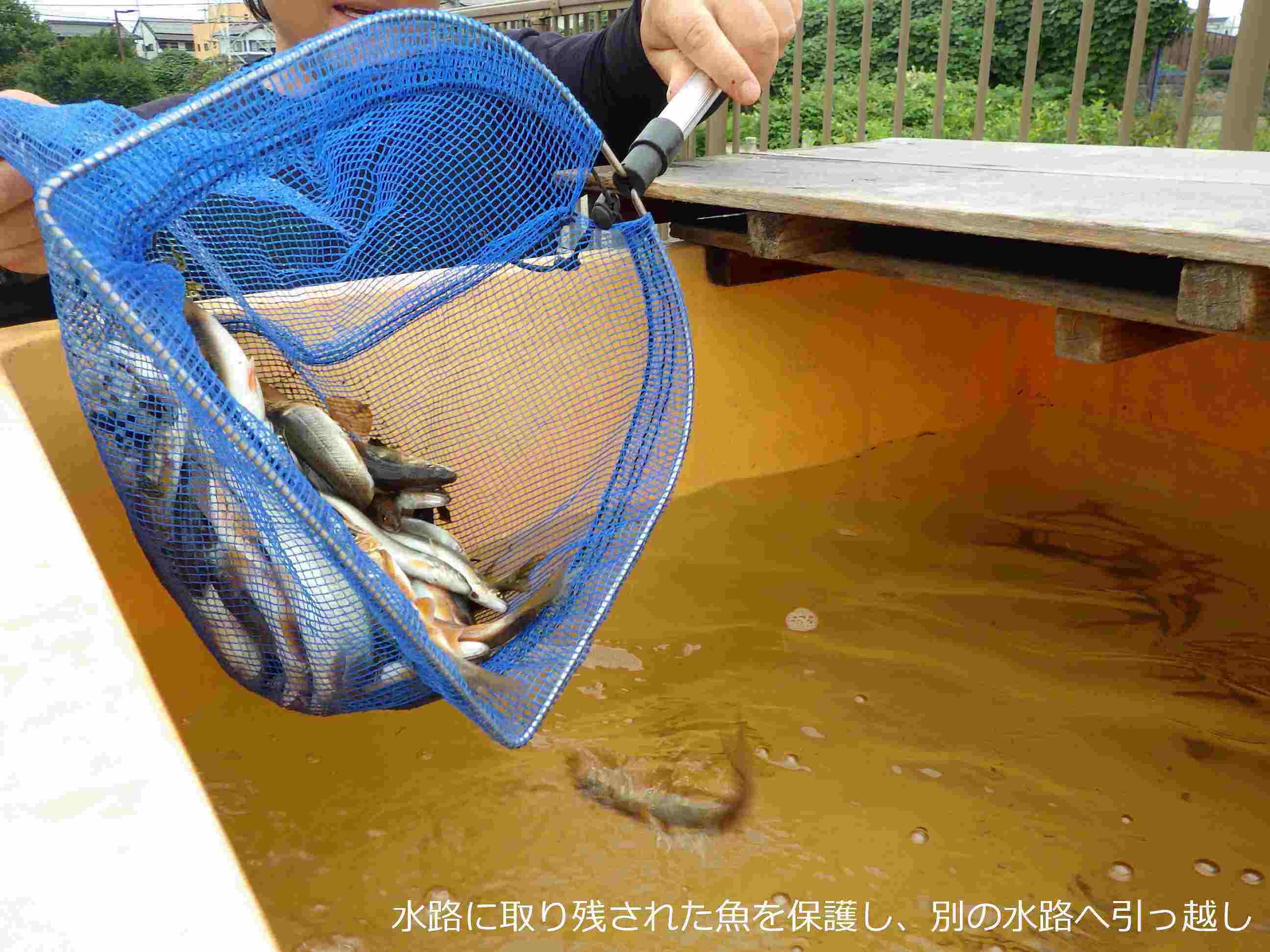 魚の引越作業