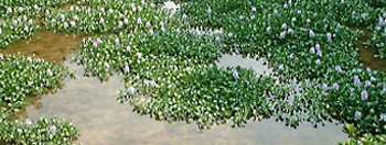 水面を覆うように群生した水生植物の写真
