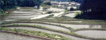 水を張った棚田が広がる農村風景