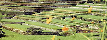 夏の棚田の写真