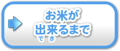 お米ができるまで