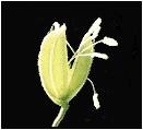 稲の花