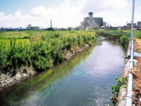 大江排水路（大江川）