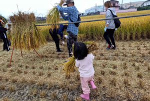田んぼの学校2023・収穫体験