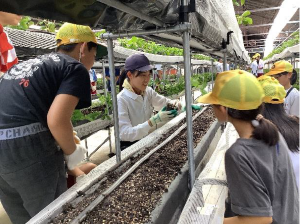 小学生による定植体験