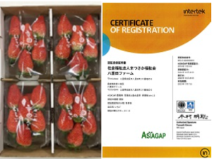 主力のASIA GAP認証いちご