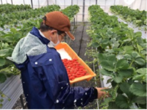 いちごの収穫作業
