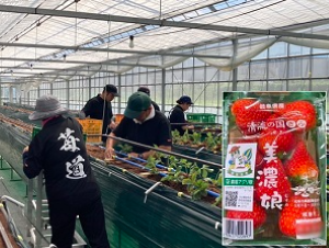  岐阜県のブランドいちご「美濃娘」をハウス栽培