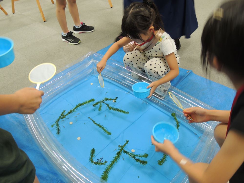 めだかすくいの様子