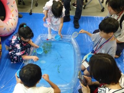 メダカすくい