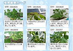 ほおずき
