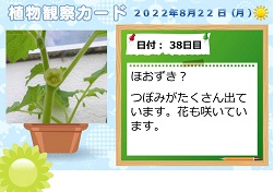ほおずき