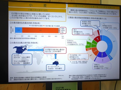小麦の展示の様子1枚目