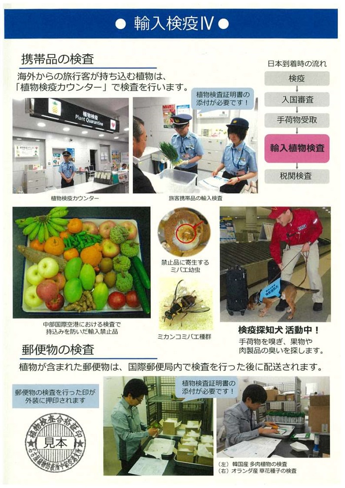 輸入検疫4枚目