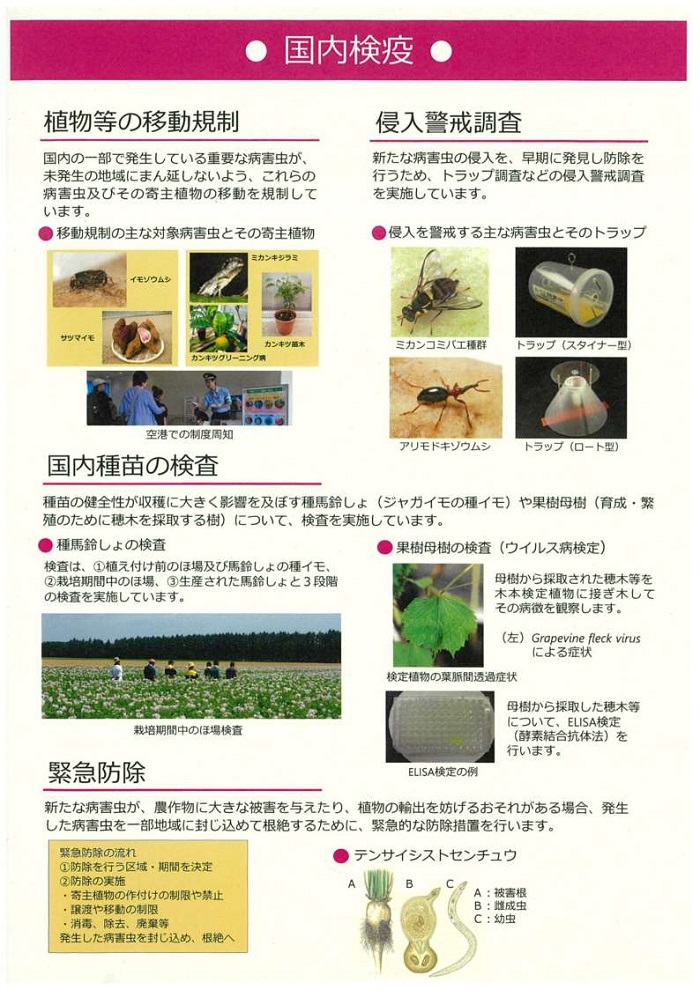 国内検疫