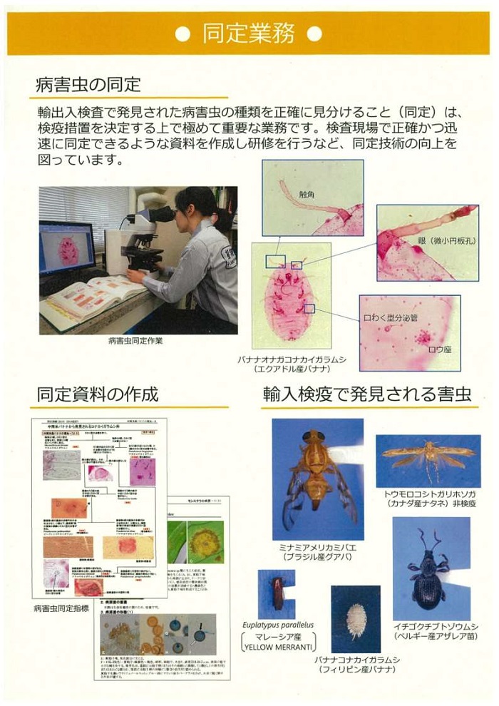 同定業務