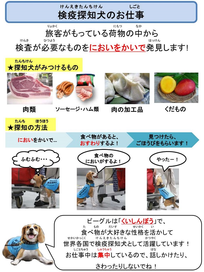 検疫探知犬のお仕事