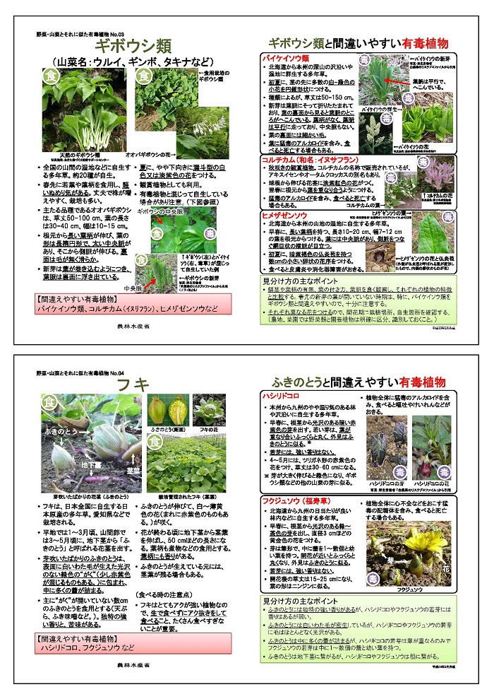 野菜・山菜と間違えやすい有毒植物２